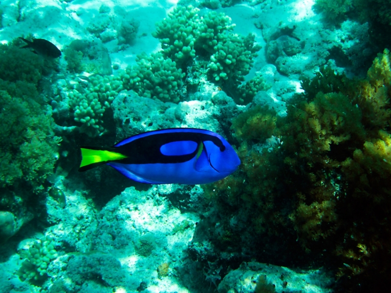 Малайзия 2013 - Борнео, Куала-Лумпур, Перхентианы - маршрут на месяц