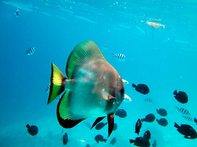 Малайзия 2013 - Борнео, Куала-Лумпур, Перхентианы - маршрут на месяц