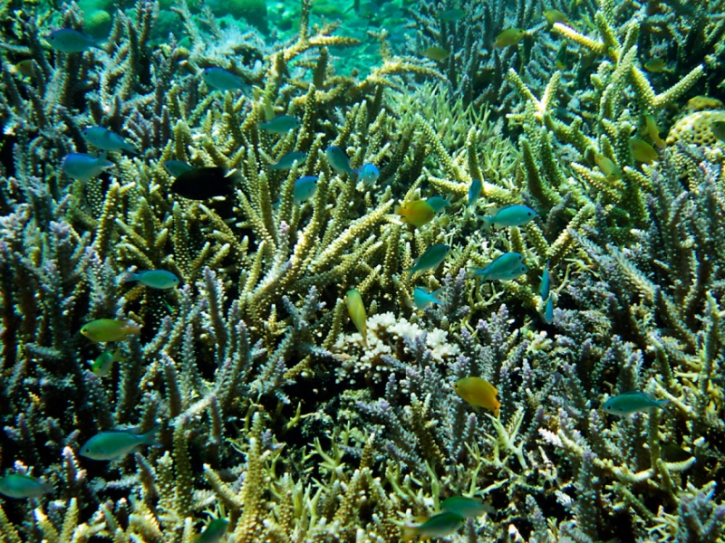 Малайзия 2013 - Борнео, Куала-Лумпур, Перхентианы - маршрут на месяц