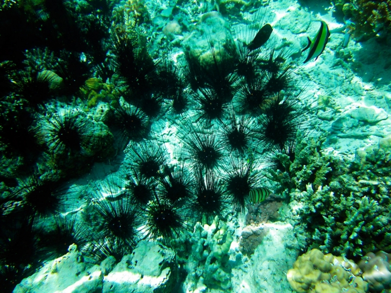 Малайзия 2013 - Борнео, Куала-Лумпур, Перхентианы - маршрут на месяц