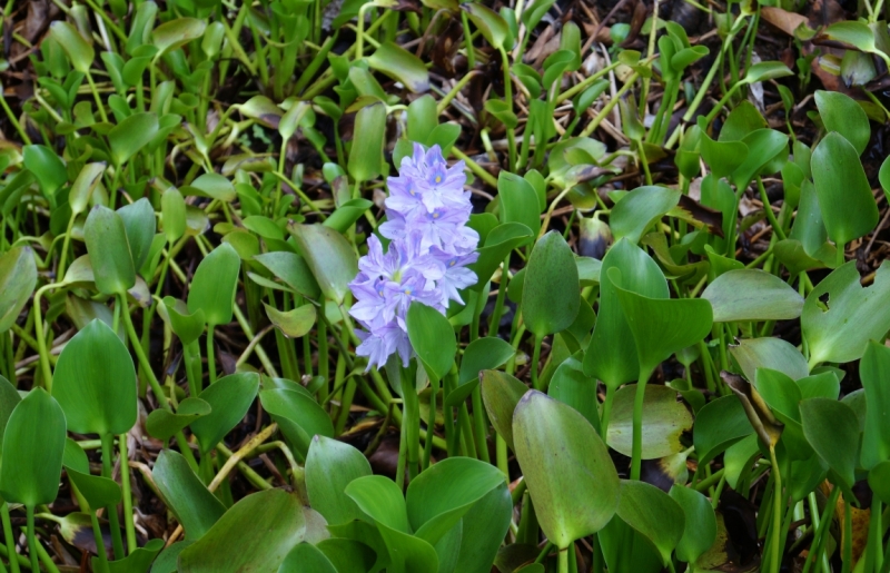 Перворазники на Карибах: круиз на P&O Ventura