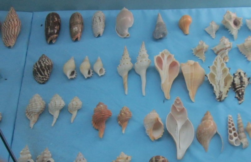 Индия (юг: Керала, Тамил наду)