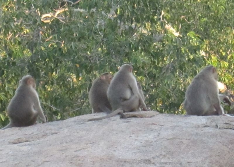 Индия (юг: Керала, Тамил наду)