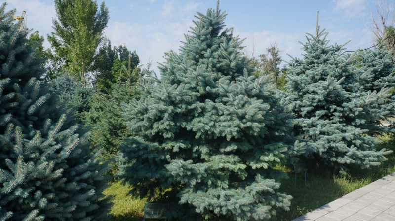 Баку-Тбилиси-Ереван и чуть-чуть моря в Батуми. Две недели, июнь 2014.