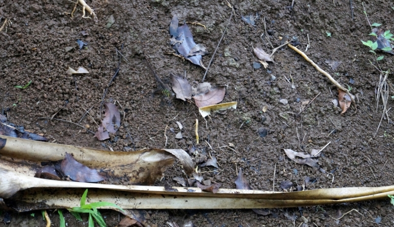 Перворазники на Карибах: круиз на P&O Ventura