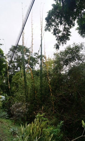 Перворазники на Карибах: круиз на P&O Ventura