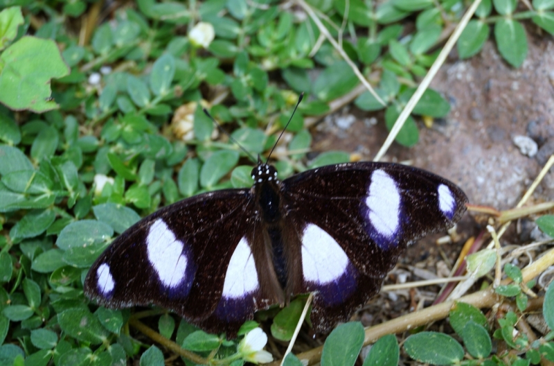 Перворазники на Карибах: круиз на P&O Ventura