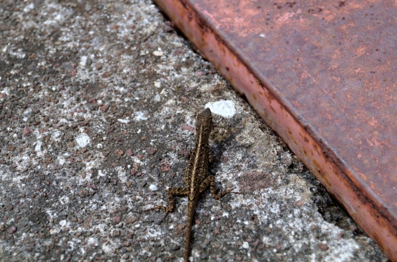 Перворазники на Карибах: круиз на P&O Ventura