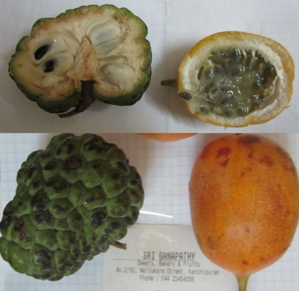 Индия (юг: Керала, Тамил наду)