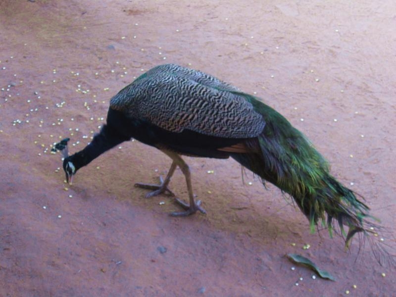 Индия (юг: Керала, Тамил наду)