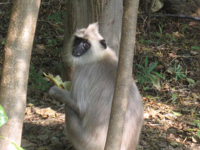 Индия (юг: Керала, Тамил наду)