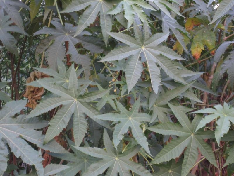 Индия (юг: Керала, Тамил наду)