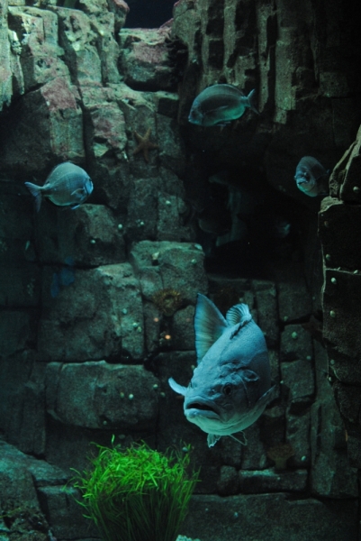 Испания-Португалия-Франция-Монако 2014. В погоне за впечатлениями.