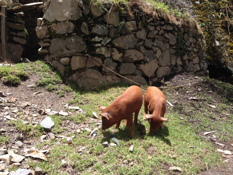 Перу - горы, инки, быт и нравы. Октябрь-ноябрь 2014
