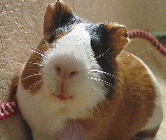 Перу - горы, инки, быт и нравы. Октябрь-ноябрь 2014