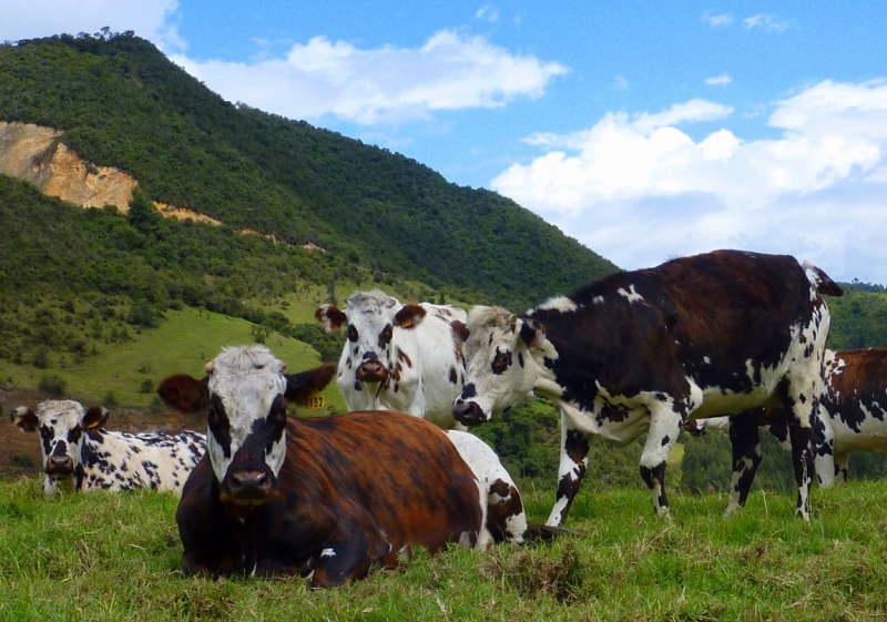 Как я купил мотоцикл в Бриджпорте, и проехал на нём по Америке.