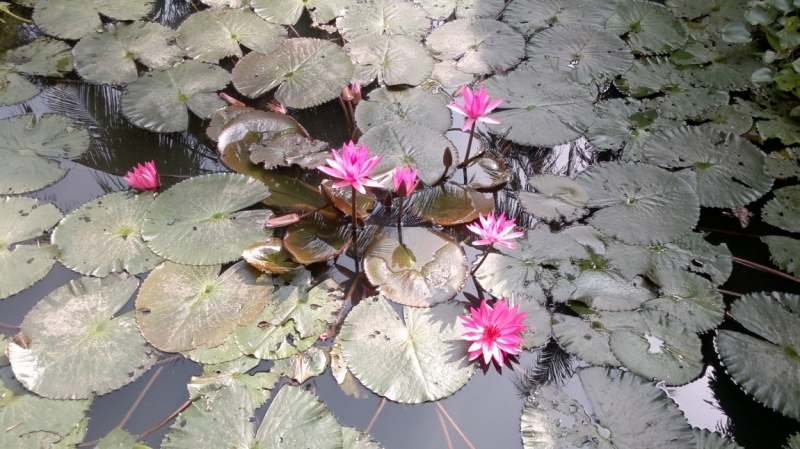 По южному Вьетнаму или к самой южной точке мысу Камау