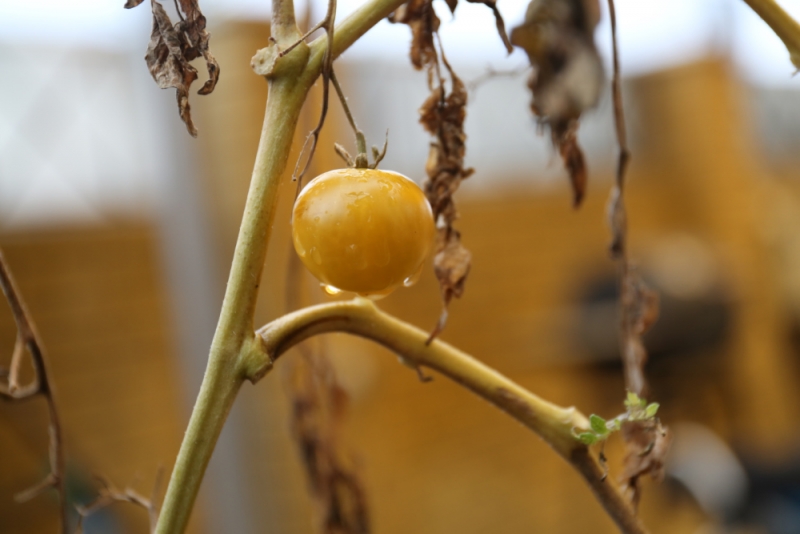 Отдых в Сочи Адлере Абхазии отзывы