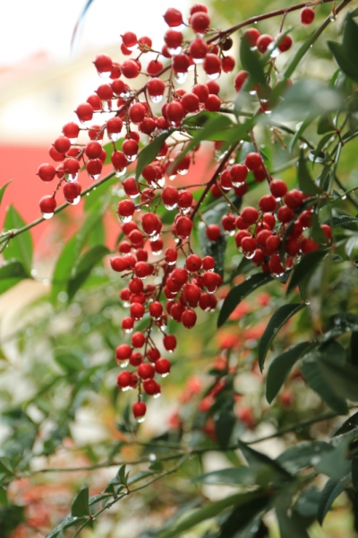 Отдых в Сочи Адлере Абхазии отзывы