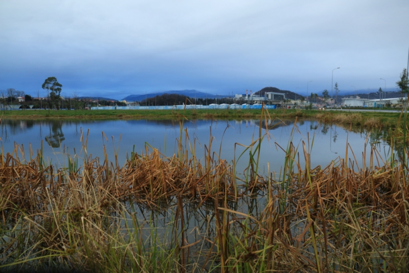 Отдых в Сочи Адлере Абхазии отзывы