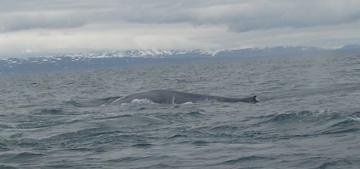 Исландия на мотоцикле за 9 дней - рассказ с пассажирского места