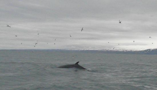 Исландия на мотоцикле за 9 дней - рассказ с пассажирского места