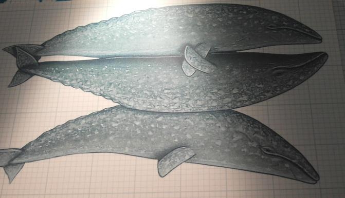 Исландия на мотоцикле за 9 дней - рассказ с пассажирского места