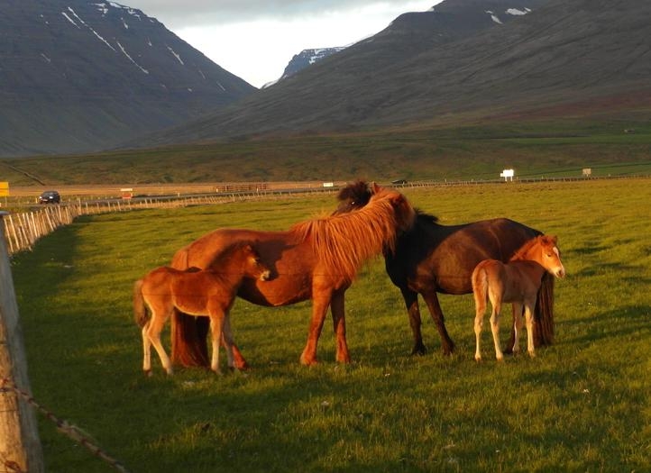 Исландия на мотоцикле за 9 дней - рассказ с пассажирского места