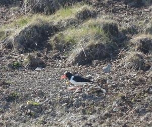 Исландия на мотоцикле за 9 дней - рассказ с пассажирского места