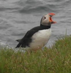 Исландия на мотоцикле за 9 дней - рассказ с пассажирского места