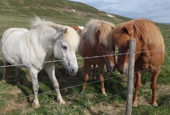 Исландия на мотоцикле за 9 дней - рассказ с пассажирского места