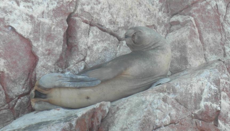 Перу апрель 2014: Лима - Куско - Пуно - Колка - Арекипа - Наска - Паракас