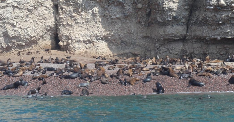 Перу апрель 2014: Лима - Куско - Пуно - Колка - Арекипа - Наска - Паракас