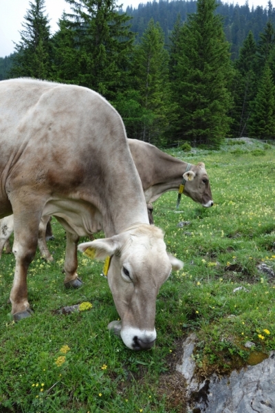 Земля Форарльберг (Bundesland Vorarlberg)