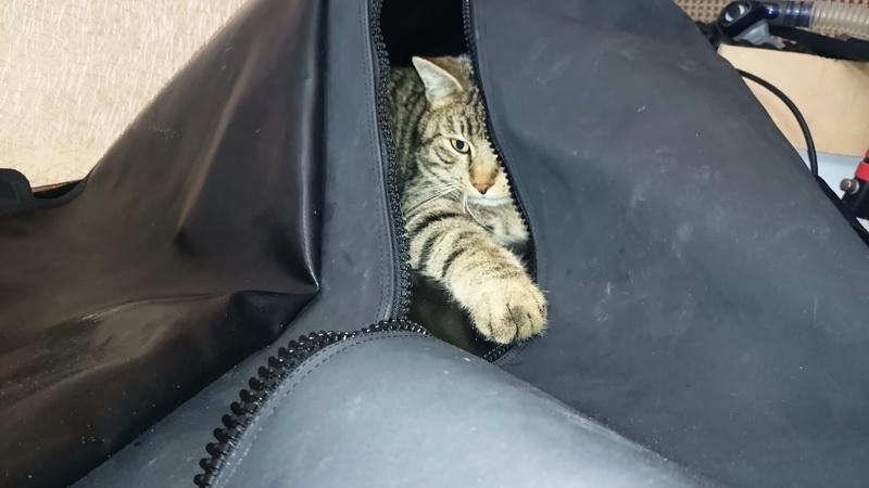 Поговорим о кошках31