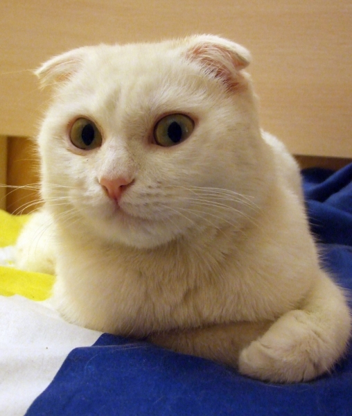 Поговорим о кошках31