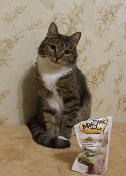 Поговорим о кошках31