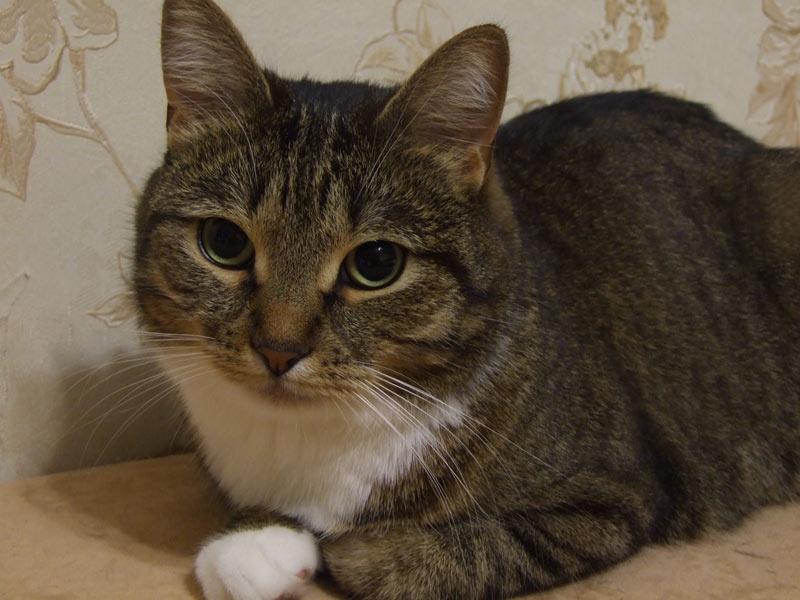 Поговорим о кошках31