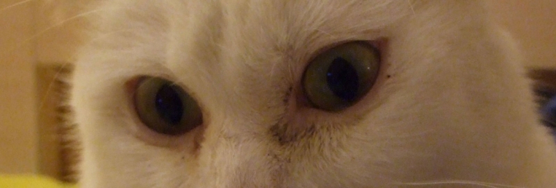 Поговорим о кошках31