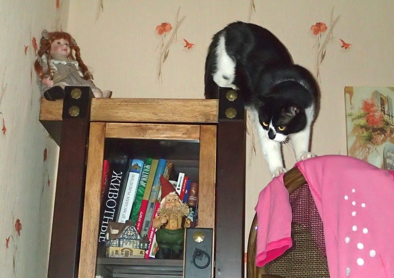 Поговорим о кошках31