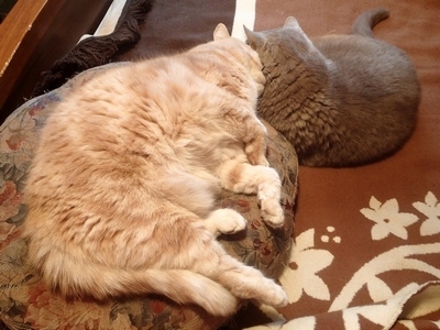 Поговорим о кошках31