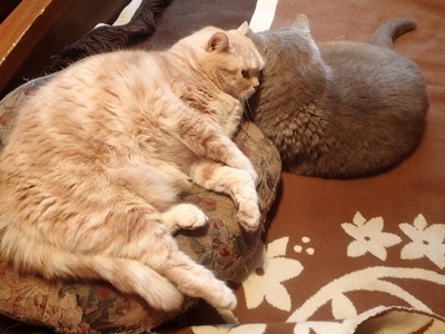 Поговорим о кошках31