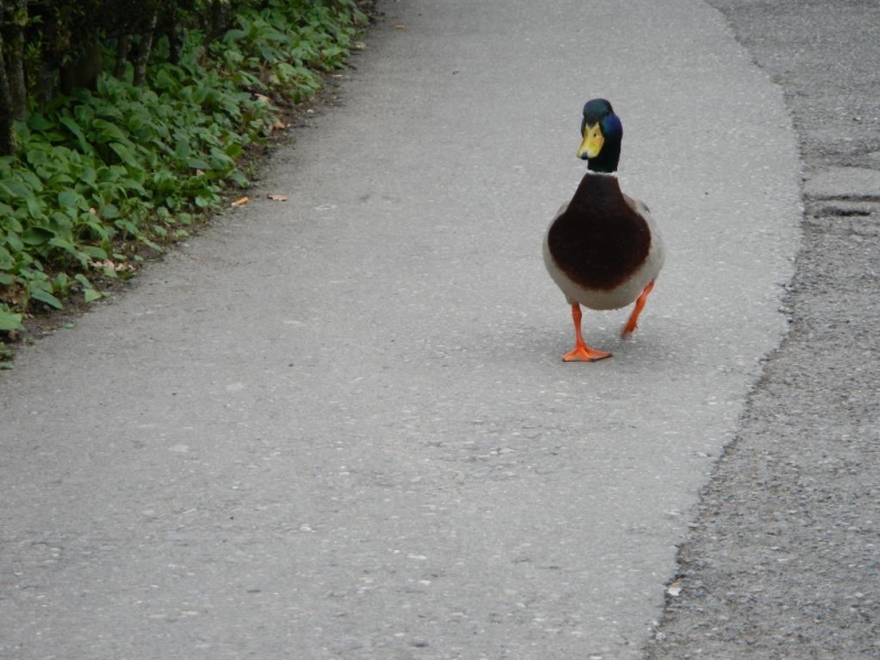 Неинформативный Цюрих.