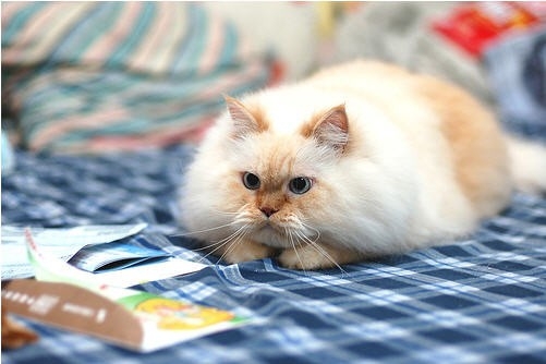 Поговорим о кошках31