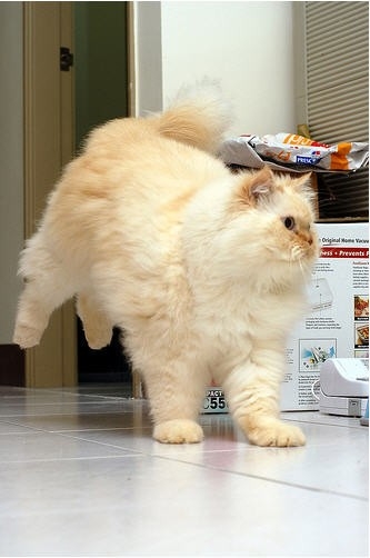 Поговорим о кошках31