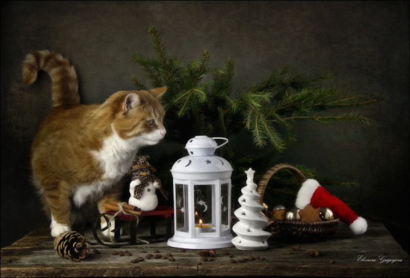 Поговорим о кошках31