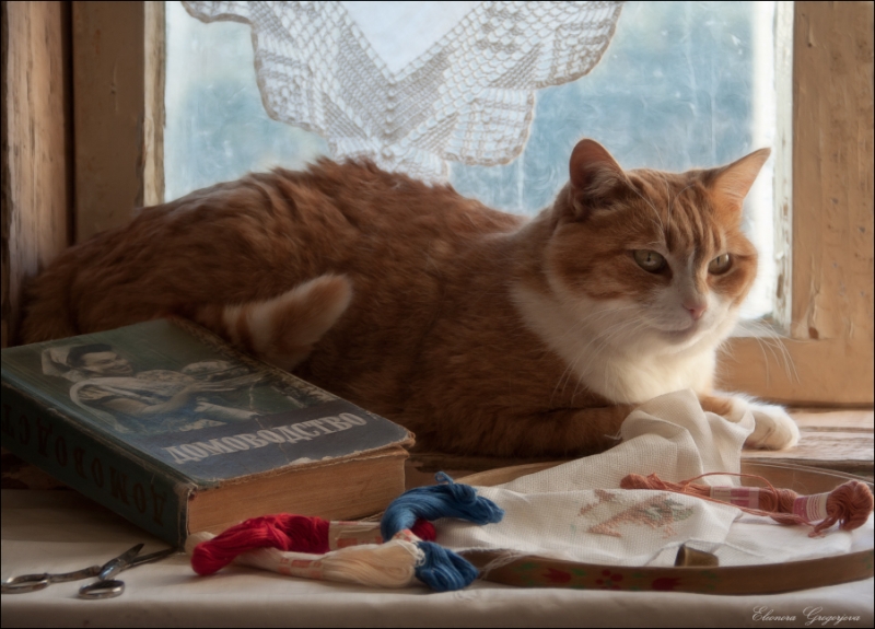 Поговорим о кошках31