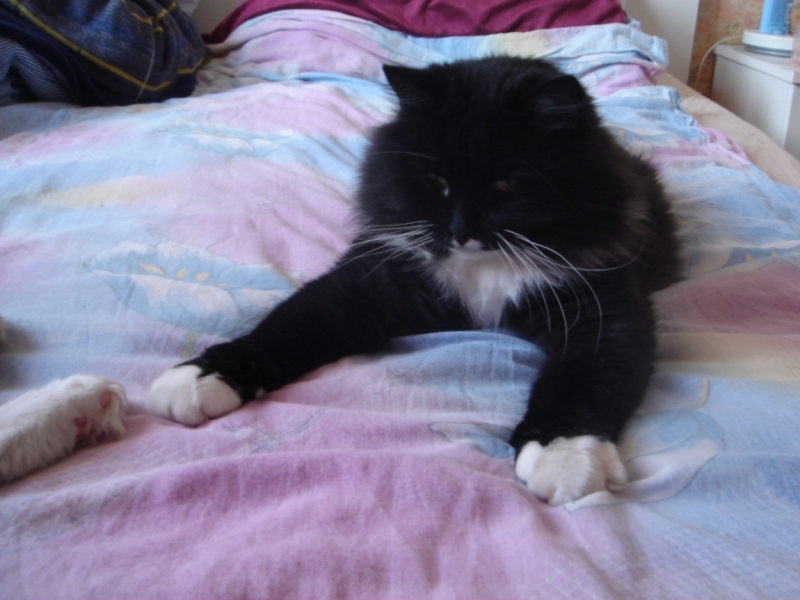 Поговорим о кошках31