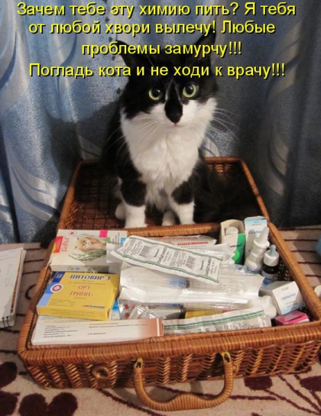 Поговорим о кошках31