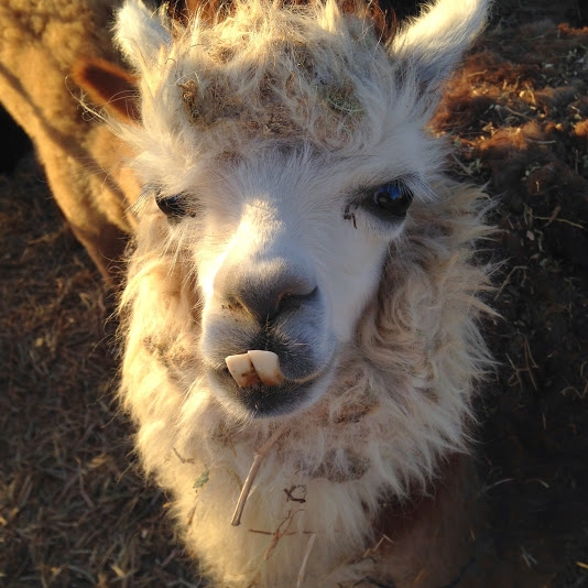 3 недели в Израиле в октябре-ноябре 2014г.